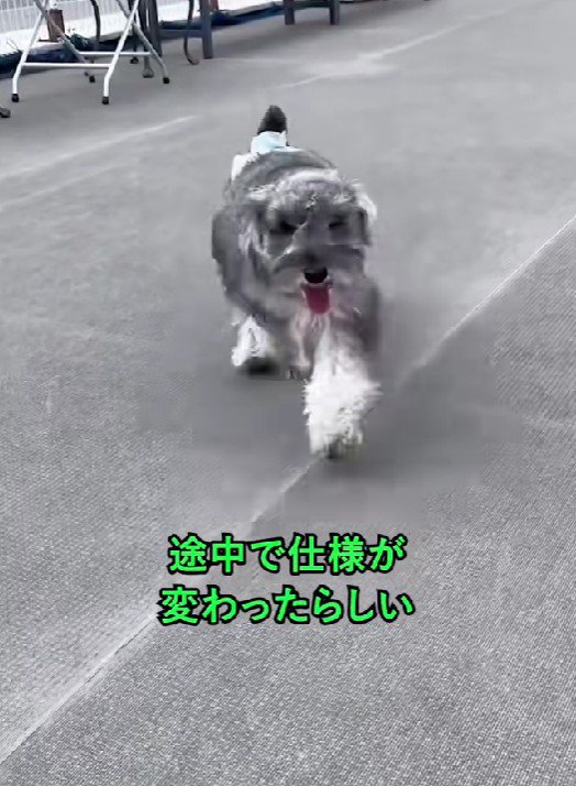 淡いグレーのような色合いに…