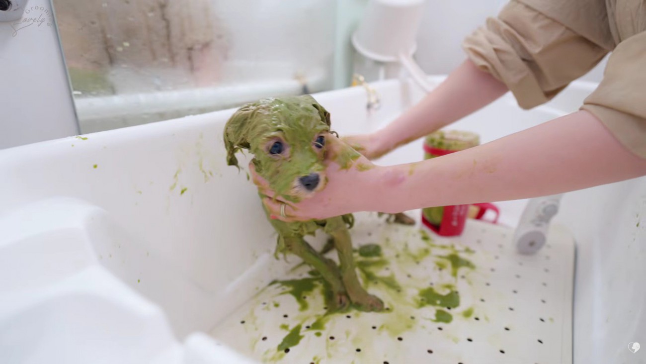 シャンプーを頑張り中！