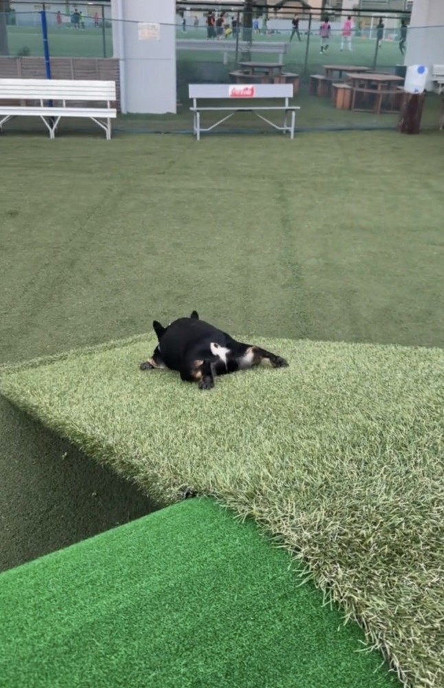 足を伸ばして坂を滑る犬