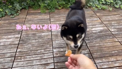 おやつを見る柴犬
