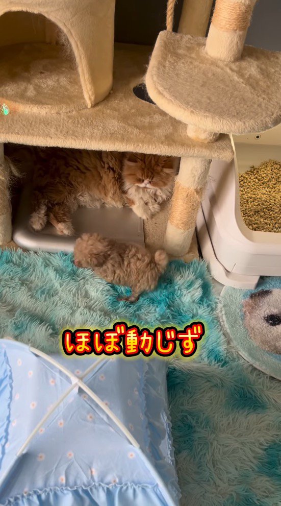 長毛猫のそばを通過する子犬