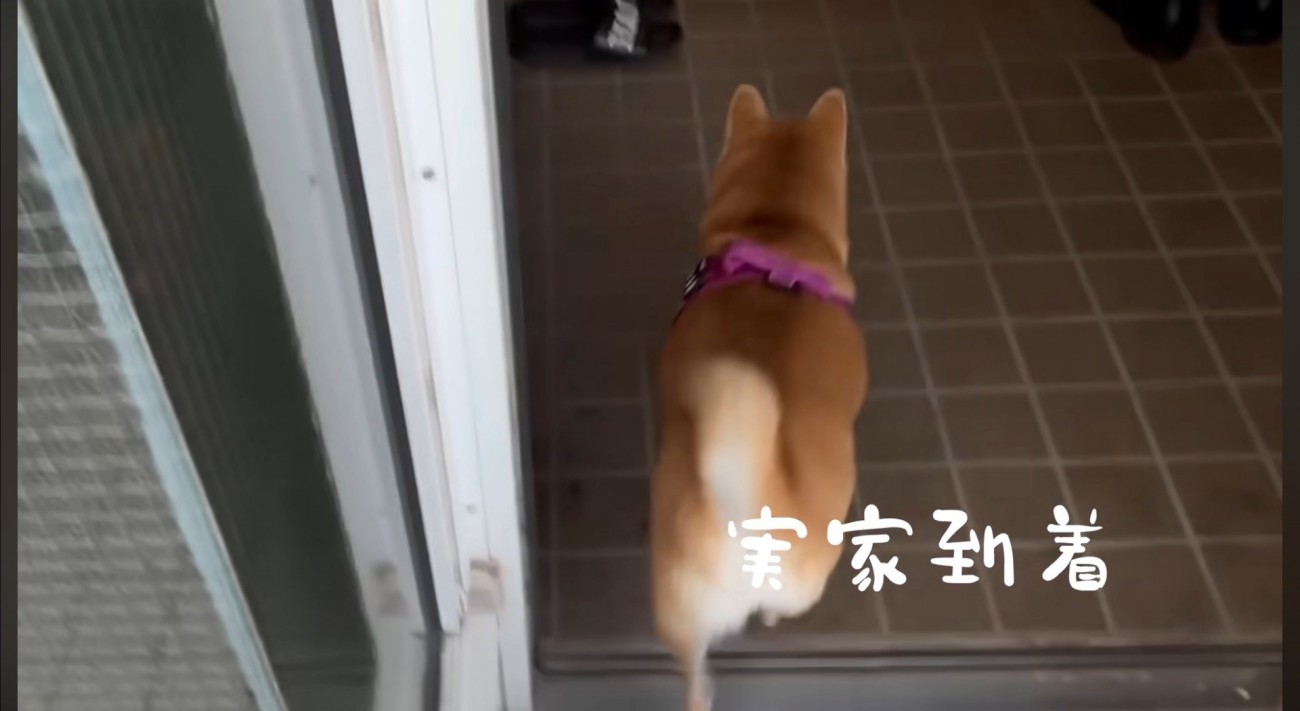 玄関に入る犬