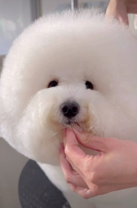 ぬいぐるみのような愛らしさ