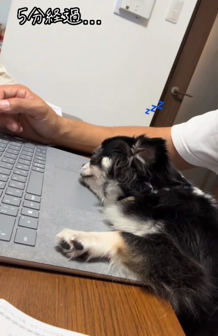 ウトウトするオレオちゃん