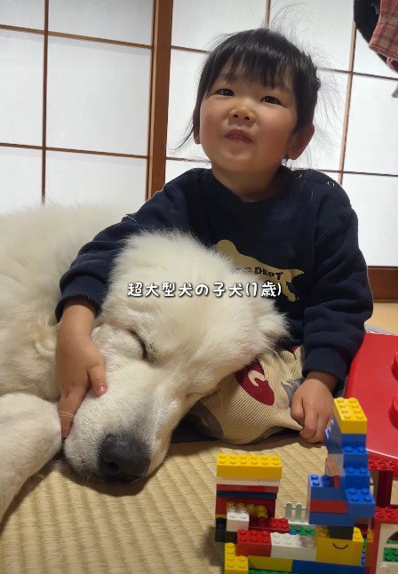 グレート・ピレニーズが…