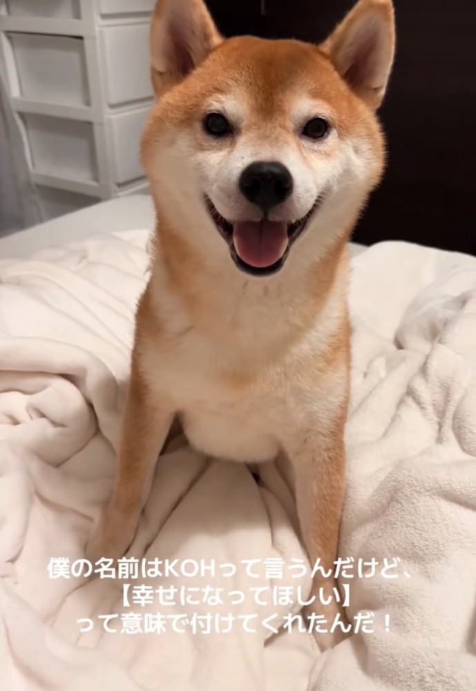 笑顔の柴犬