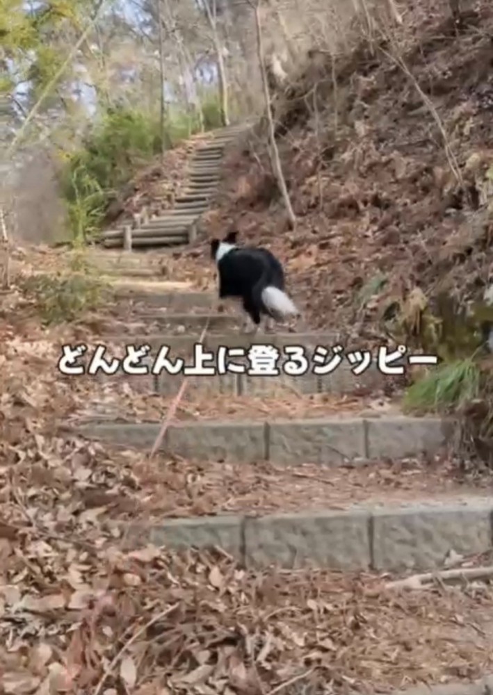 階段を上る犬