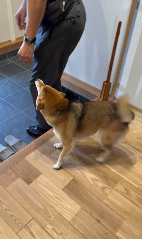 大好きなおじさんが来た時のはちちゃん2