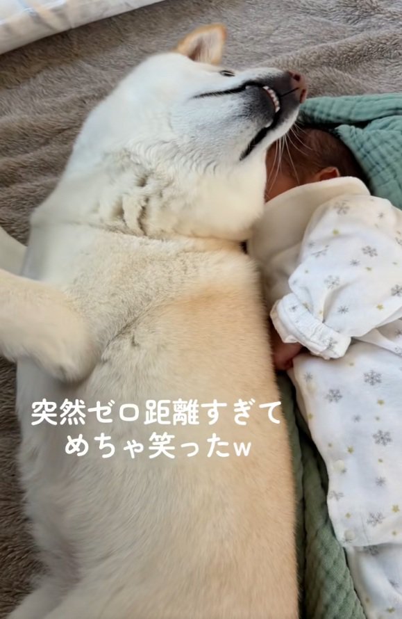 ひっくり返るカナちゃん