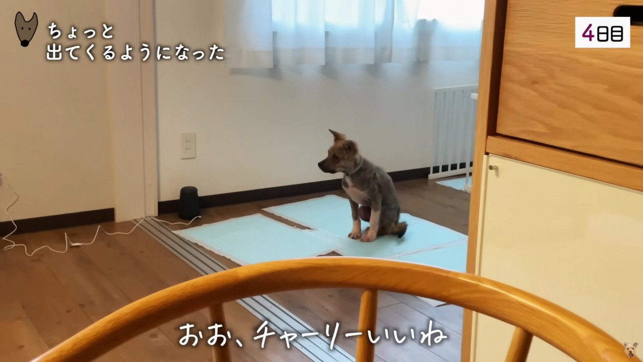 なかなか心を開かない