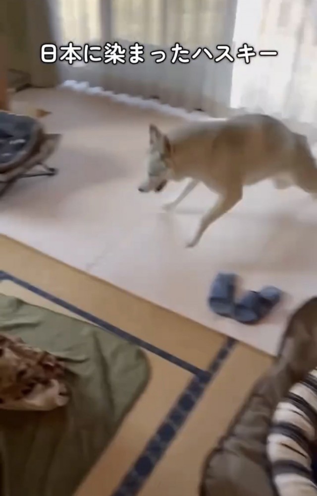 畳の部屋を駆け抜ける犬