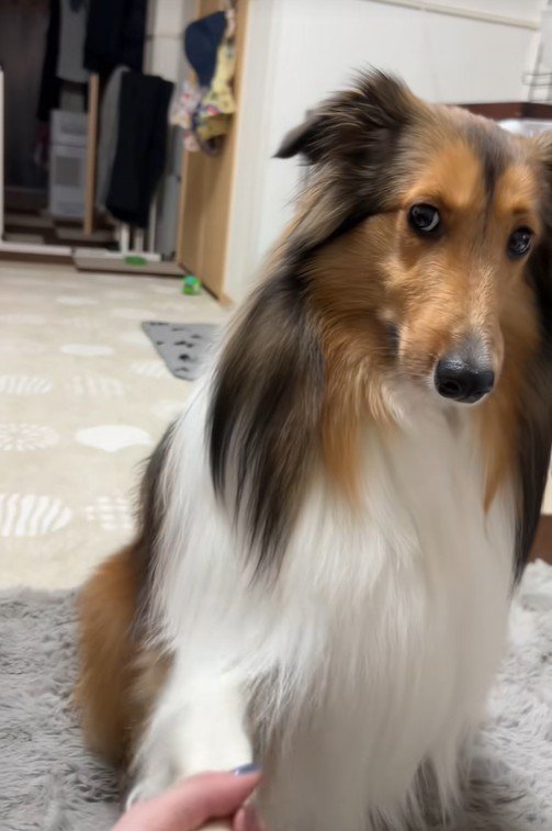 「お手するから許して？」