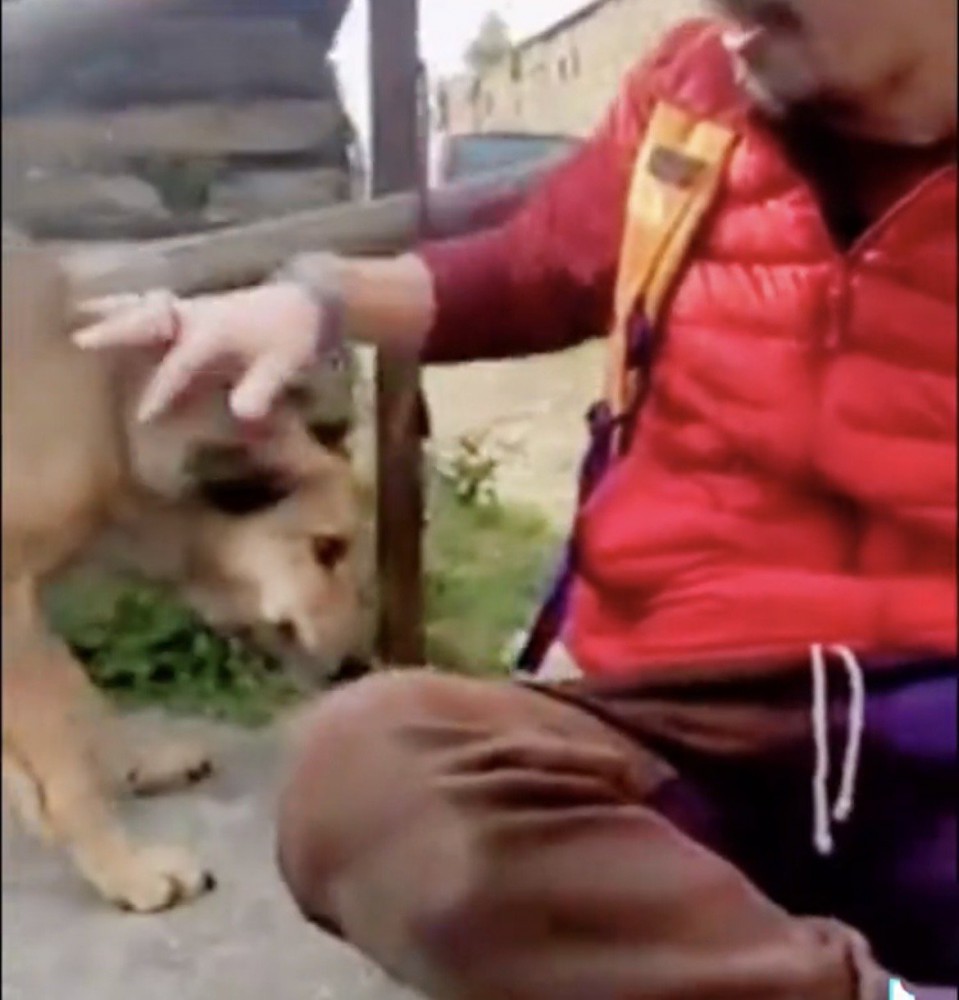 頭を撫でられる犬