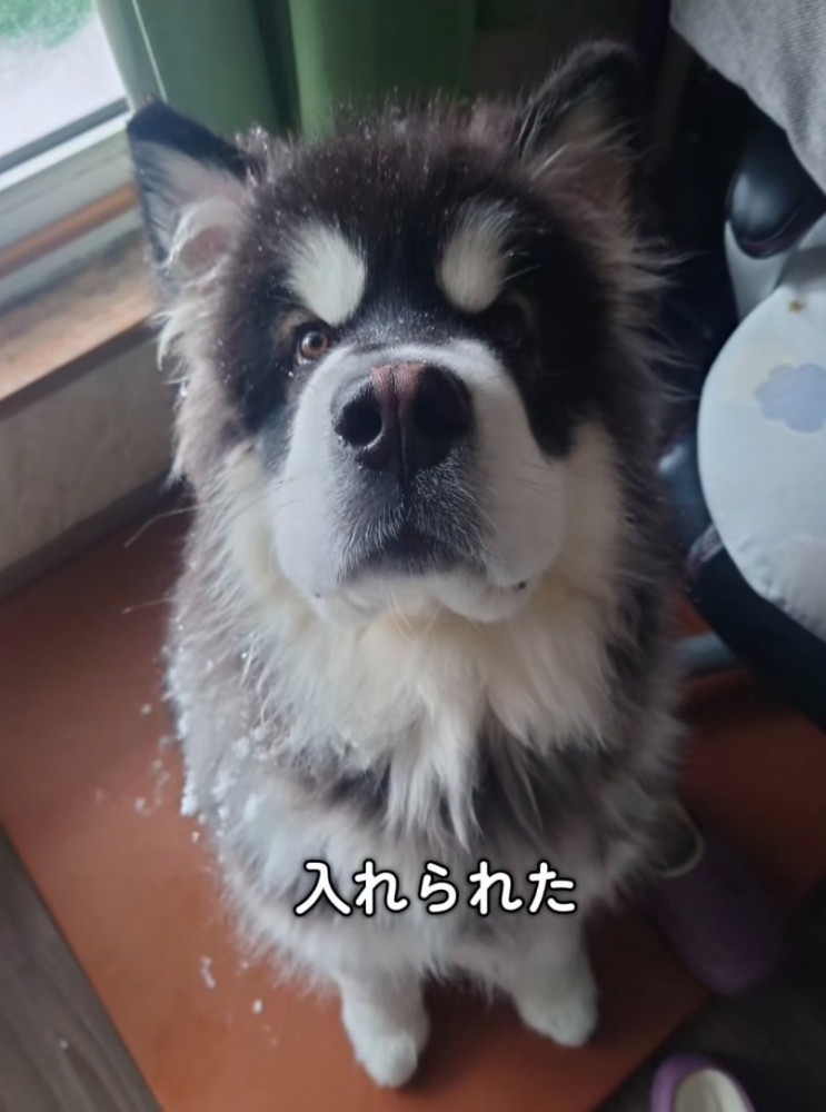 家に入った子犬