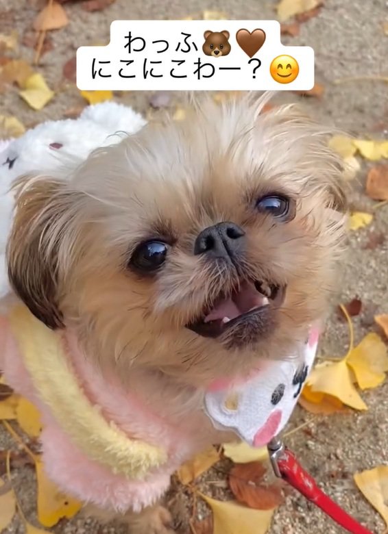 ニコニコのわっふちゃん