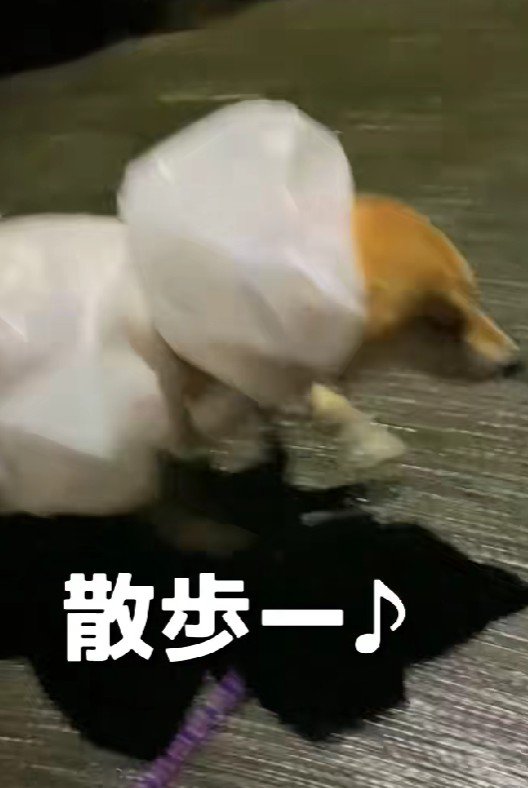 意気揚々とお散歩へ