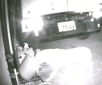 捕獲器のエサに顔を入れる犬