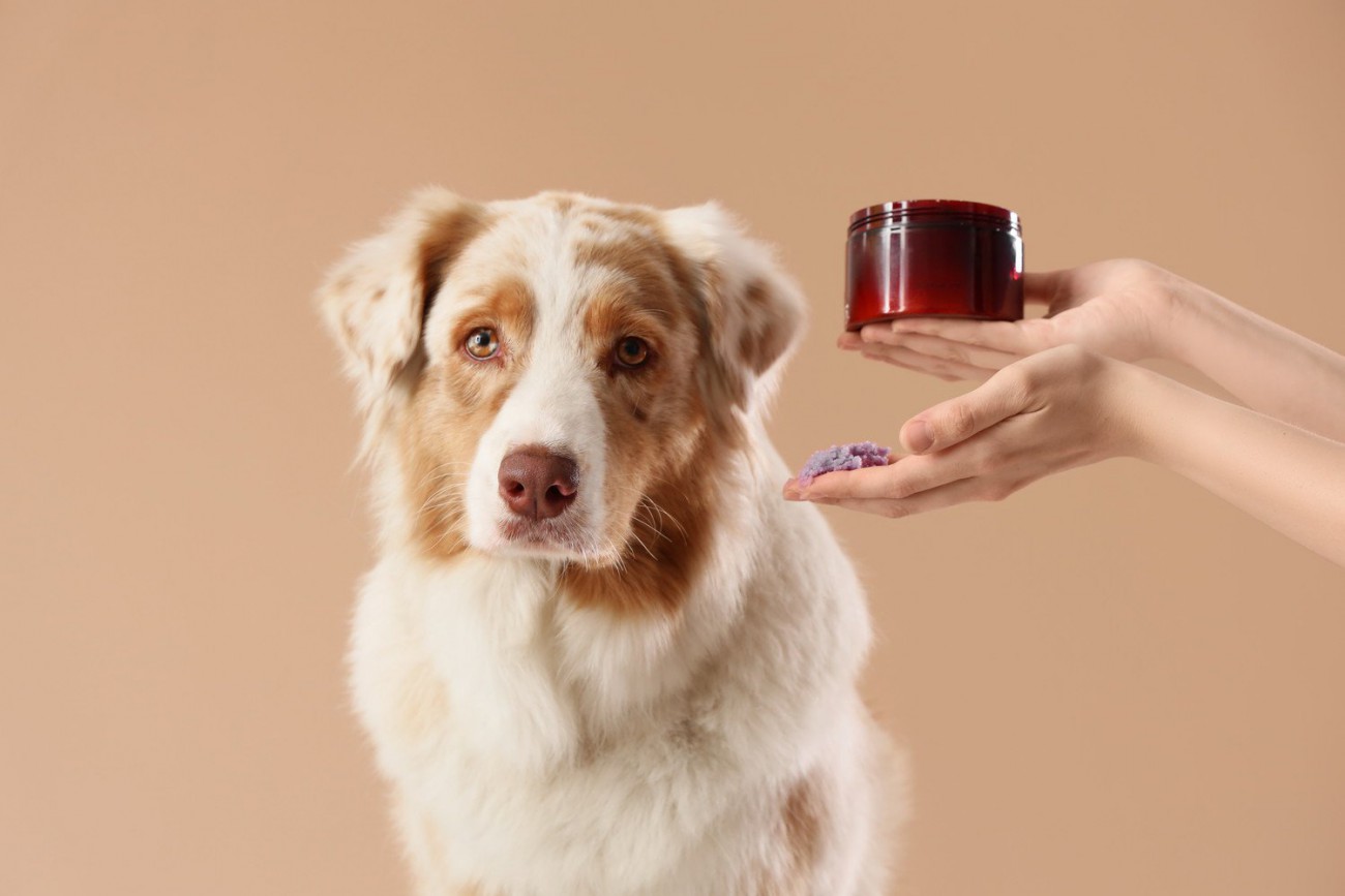 「うちの子に保湿って本当に必要?」獣医師が教える、意外と知らない犬のスキンケア入門