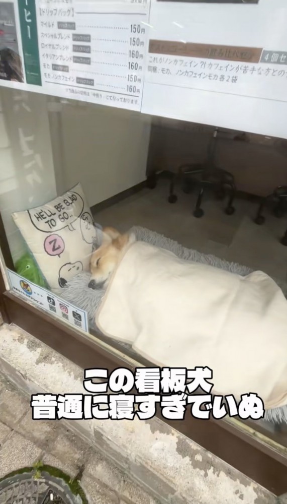 犬がいる…