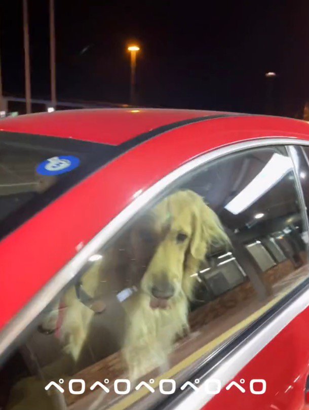 車に近づく女性を見て自分の口元を舐める犬