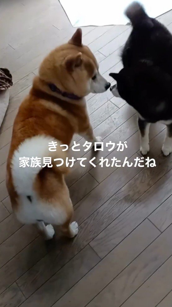 鼻を近づけ合う黒い犬と茶色い若い犬