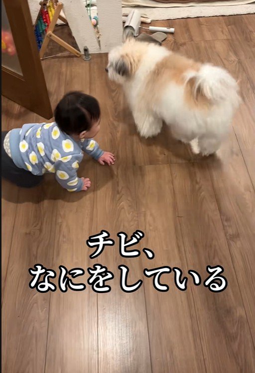 赤ちゃんを守る小太郎くん