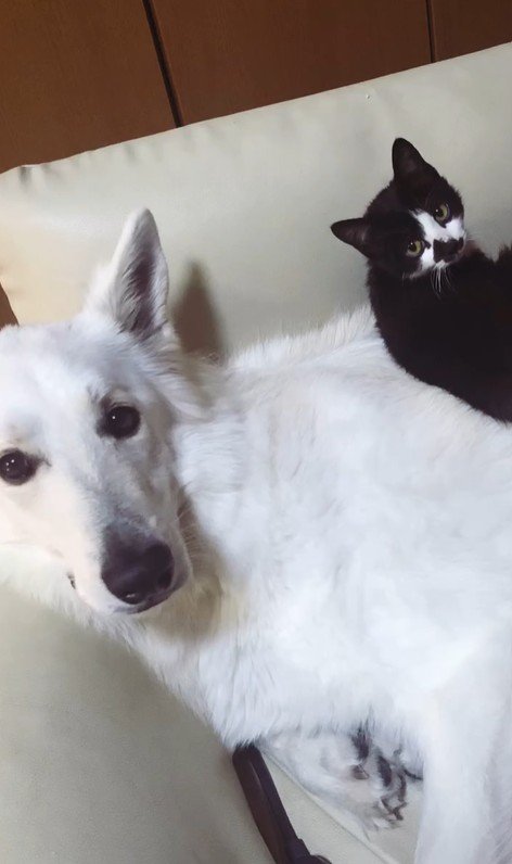 仲良しなリリーちゃん＆タンタンちゃん2