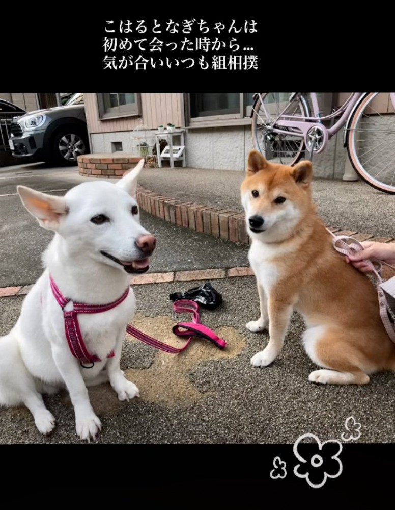 隣に並んで写真撮影する犬