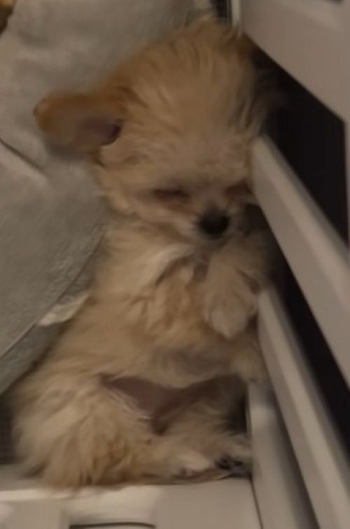 ブランちゃんの寝姿6