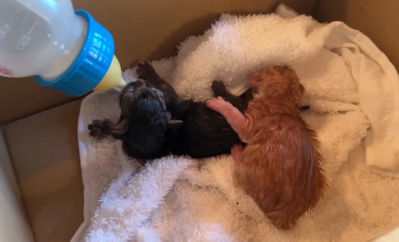 ミルクを飲む赤ちゃん猫