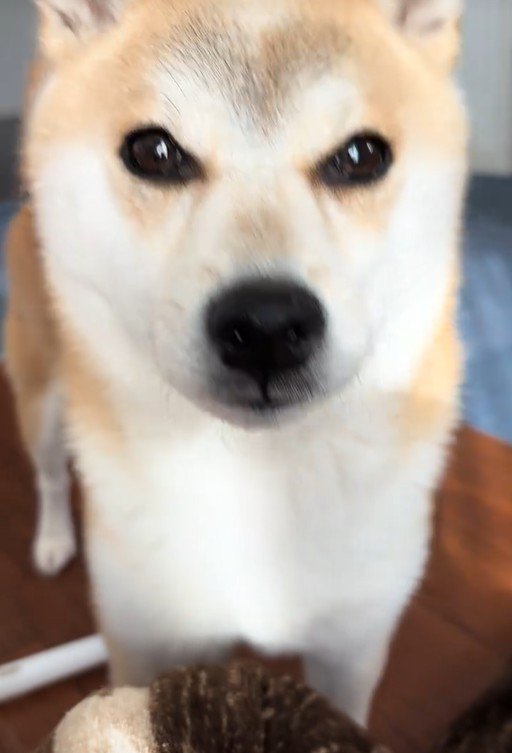 コロコロを要求するクウちゃん5