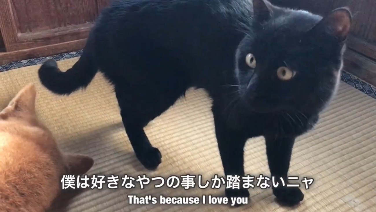 「踏むのは僕なりの愛情表現にゃ♡」