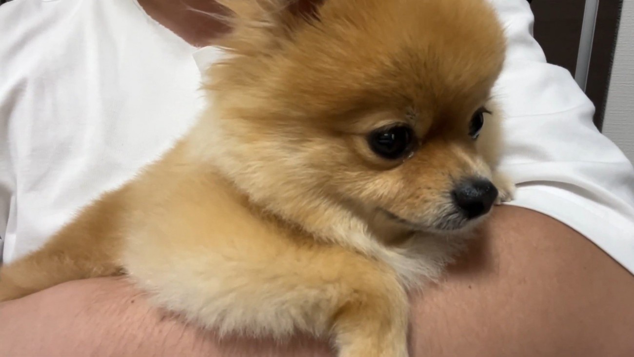 何かを訴えるむぎちゃん⑩