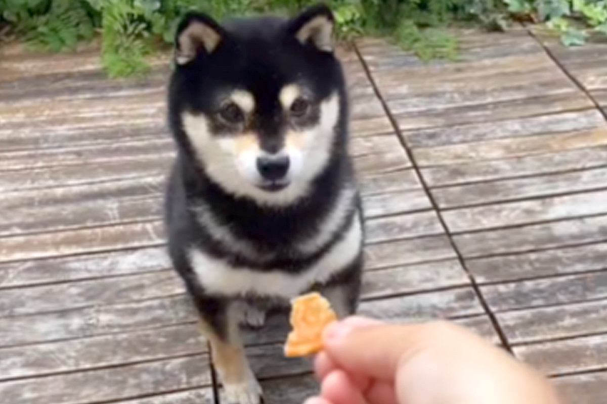 犬におやつをあげようとしたら…おっちょこちょいな『天然すぎる光景』が79万再生「可愛すぎて泣きそう」「最後まで回りきれてないwww」