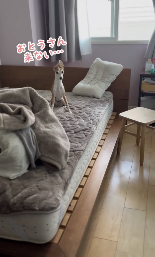 お耳モヒカン状態でパパを待ちます