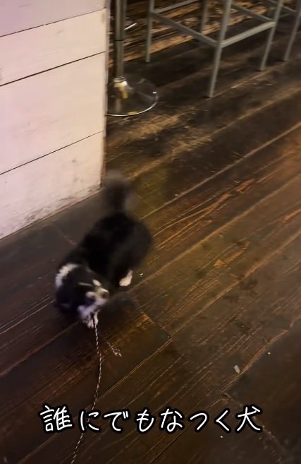 お兄さんを発見したオレオちゃん