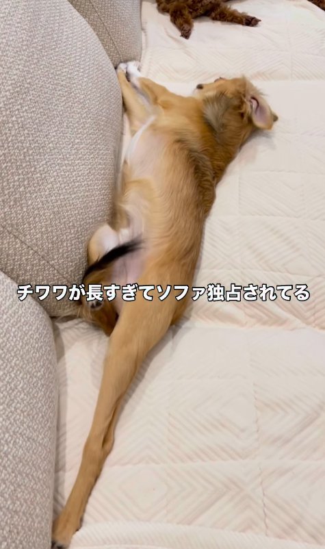 体を伸ばす小型犬