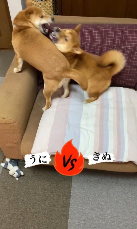 うにちゃん＆きぬ君の日常3