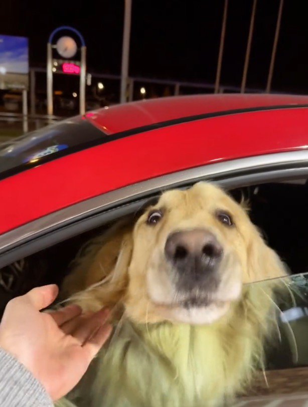 車の窓の隙間に顔を入れて顔が引っ張られている犬