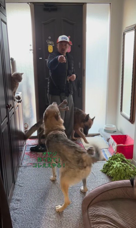 大型犬たちのお出迎え7