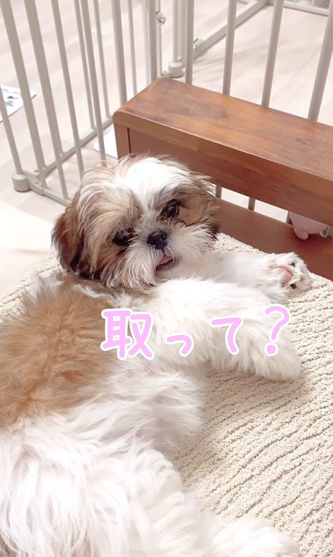 おもちゃが取れないおとちゃん3