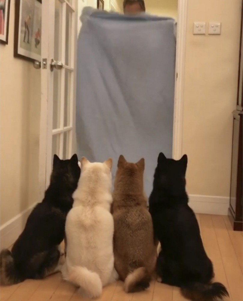 大きな布の前に並ぶ4匹の犬