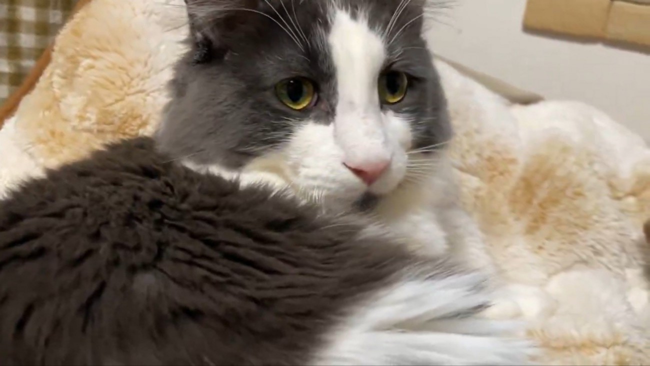 シャンテちゃん＆バロンちゃん5