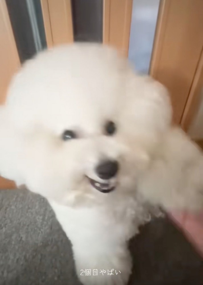 右足を差し出す犬