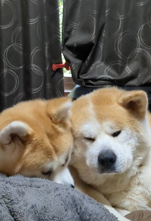 ひめちゃん＆まろ君