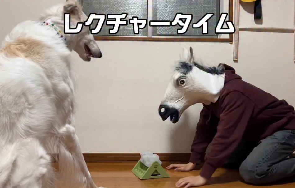 知育玩具の前に座る犬と飼い主