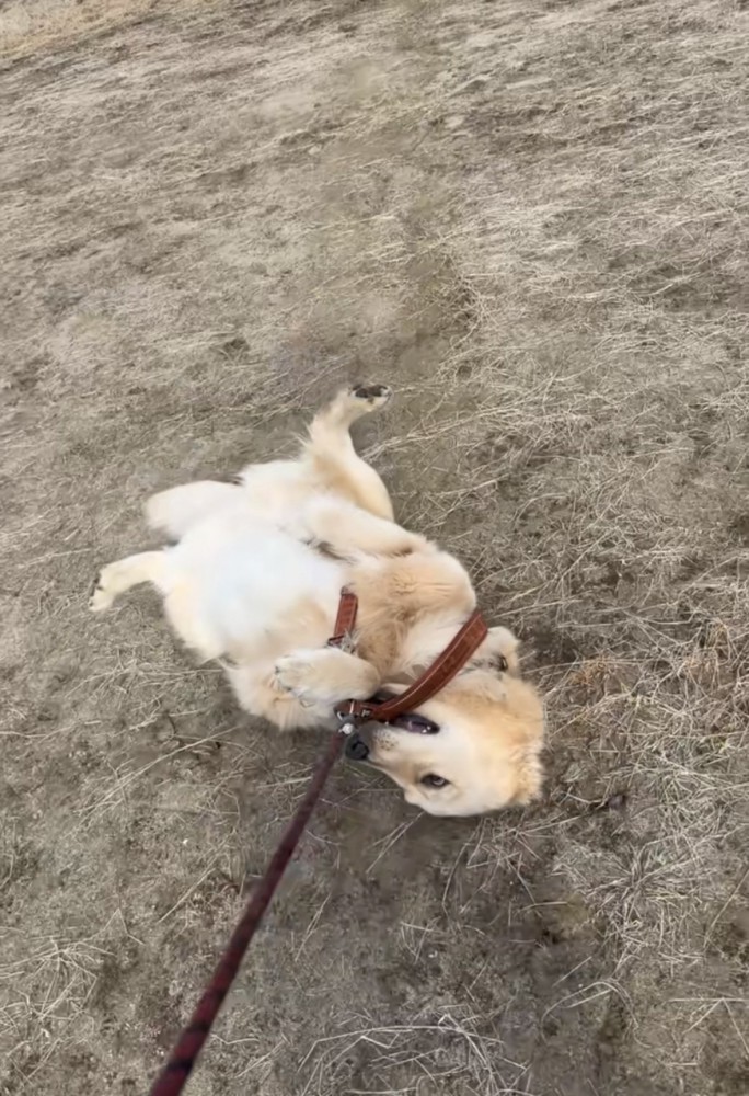 引きずられる犬