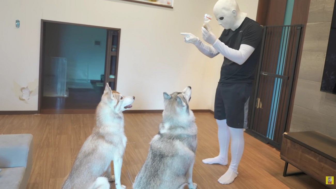 手懐けられる犬たち