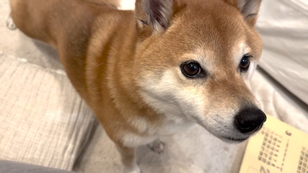 責めるようなお目目