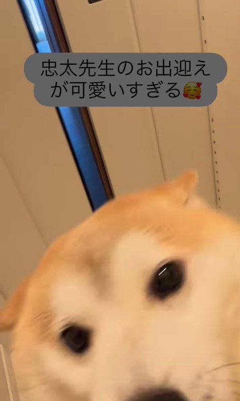 忠太くんの熱烈歓迎6